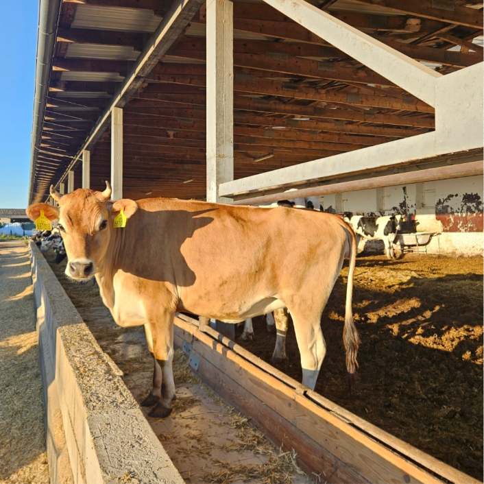 Kráva